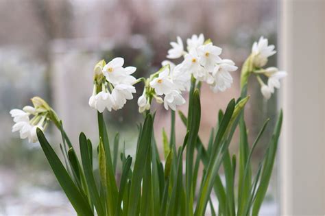 small white spring flowering bulbs.